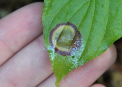 Parallelodiplosis subtruncata