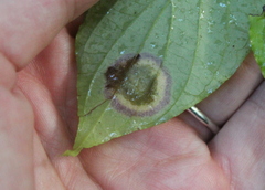 Parallelodiplosis subtruncata