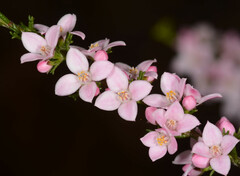 Cyanothamnus anemonifolius