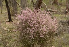 Cyanothamnus anemonifolius
