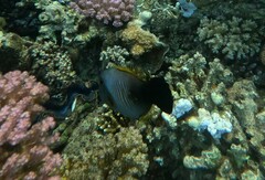 Amanses scopas