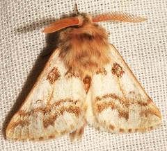 Thaumetopoea herculeana