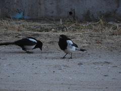 Pica pica melanotos
