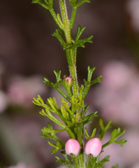 Cyanothamnus anemonifolius