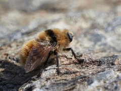 Cephenemyia stimulator
