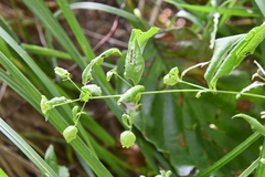 Silene baccifera