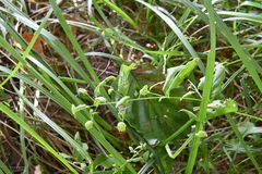 Silene baccifera