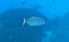 Flavocaranx bajad
