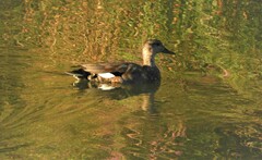 Mareca strepera strepera