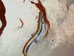 Eurycea guttolineata