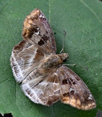 Odontoptilum angulata