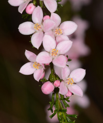 Cyanothamnus anemonifolius