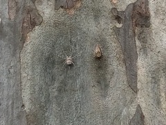 Tamopsis