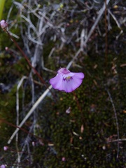 Utricularia uniflora