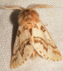 Thaumetopoea herculeana