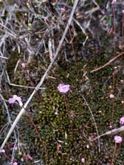 Utricularia uniflora