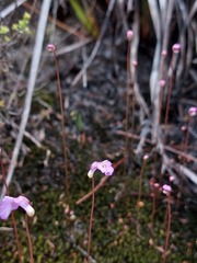 Utricularia uniflora