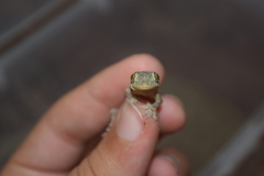 Hemidactylus flaviviridis