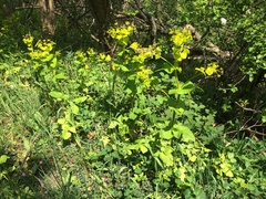 Smyrnium perfoliatum