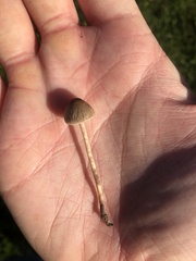 Panaeolus papilionaceus