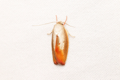 Ptyoptila matutinella