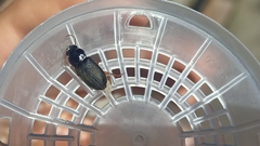 Harpalus rufipes