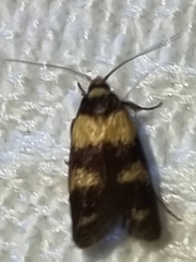Cyclotorna