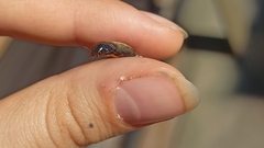 Harpalus rufipes