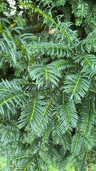 Taxus baccata
