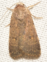 Caradrina