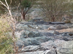 Threskiornis aethiopicus