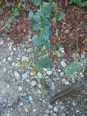 Lespedeza hirta