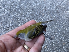 Setophaga pensylvanica