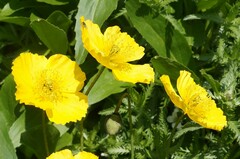 Papaver croceum