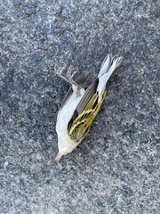 Setophaga pensylvanica