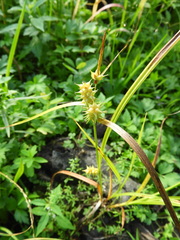 Carex flava