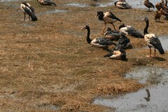 Anseranas semipalmata