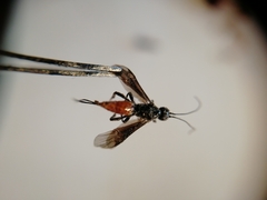 Braconinae