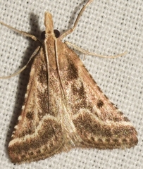 Stemmatophora borgialis