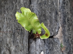 Asplenium scolopendrium scolopendrium