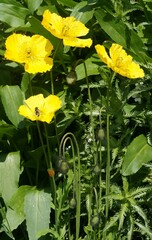 Papaver croceum