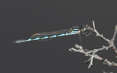 Austrolestes annulosus