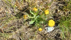 Helichrysum