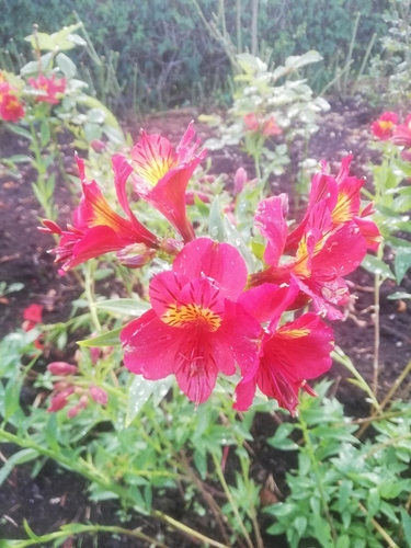 Another photo of Peruvian Lily