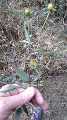 Bidens frondosa