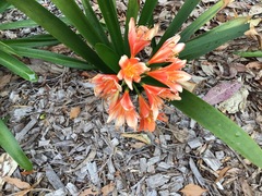 Clivia