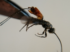 Braconinae