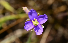Heliophila