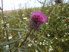 Cirsium decussatum