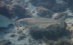 Sillago ciliata